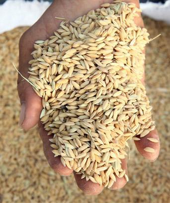 Zboże trzymane w dłoni