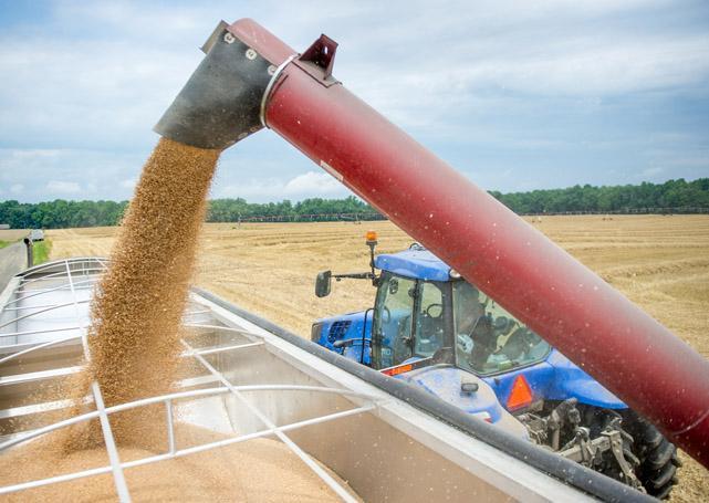 Zboże nasypywane do naczepy